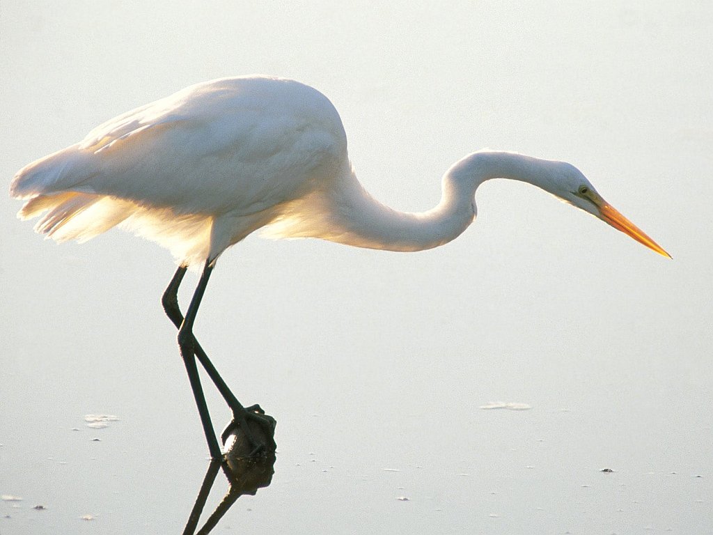 Great Egret